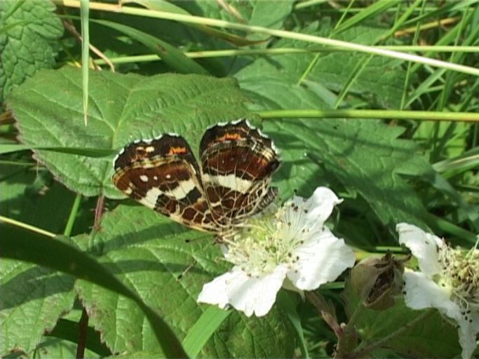 Landkärtchen ( Araschnia levana ), Sommergeneration, : Am Niederrhein, Biotop, 14.07.2007